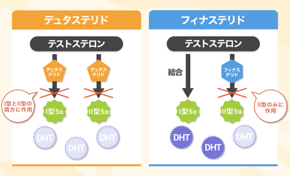 デュタステリドとフィナステリドの違いは?