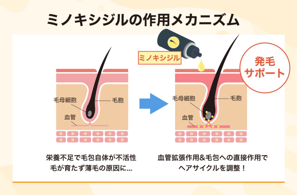 ミノキシジルの作用メカニズム