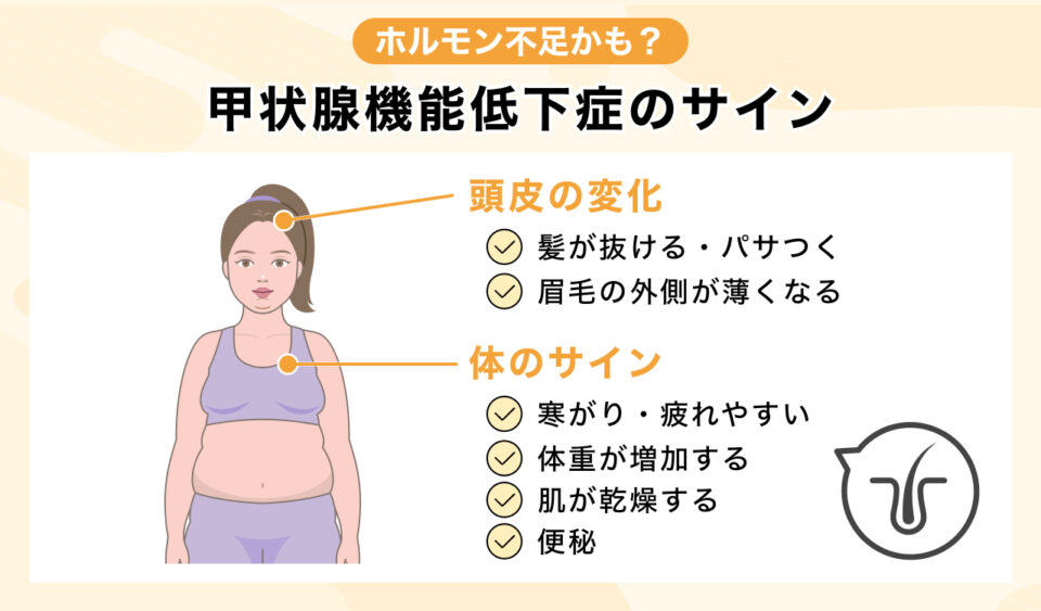 #1_甲状腺機能低下症と薄毛・抜け毛