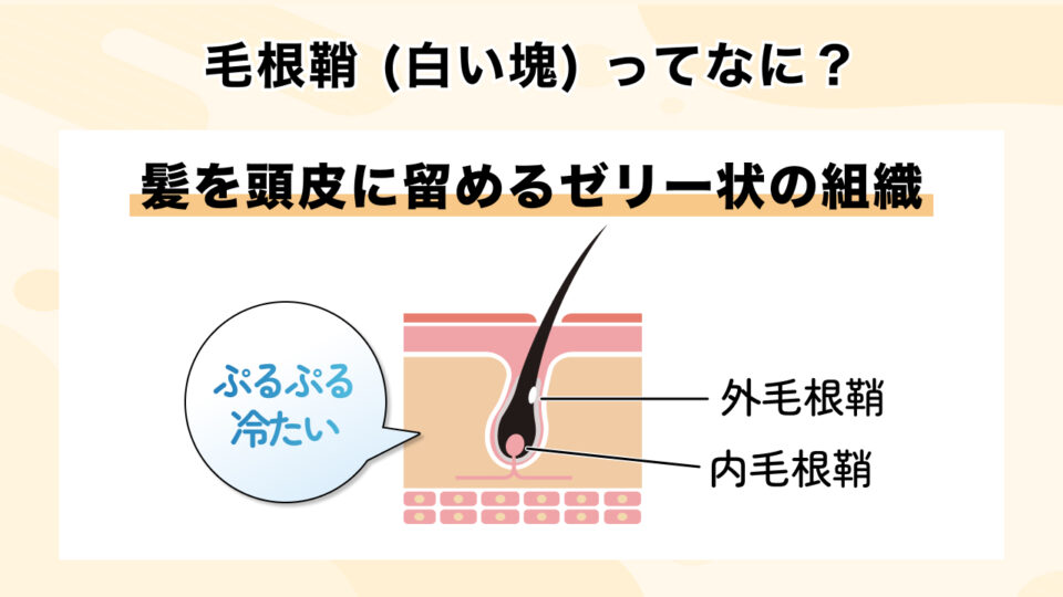 そもそも毛根鞘とは?冷たい・ぷるぷるしている理由